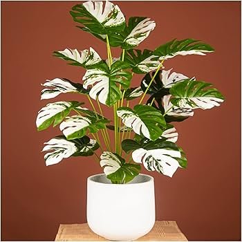 Plante d intérieur