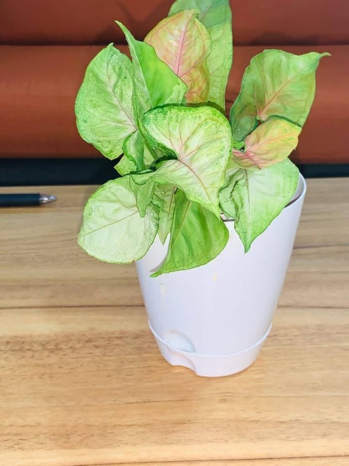 Pot de plante naturel