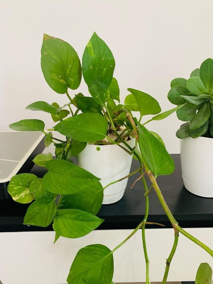 Pot de plante naturel