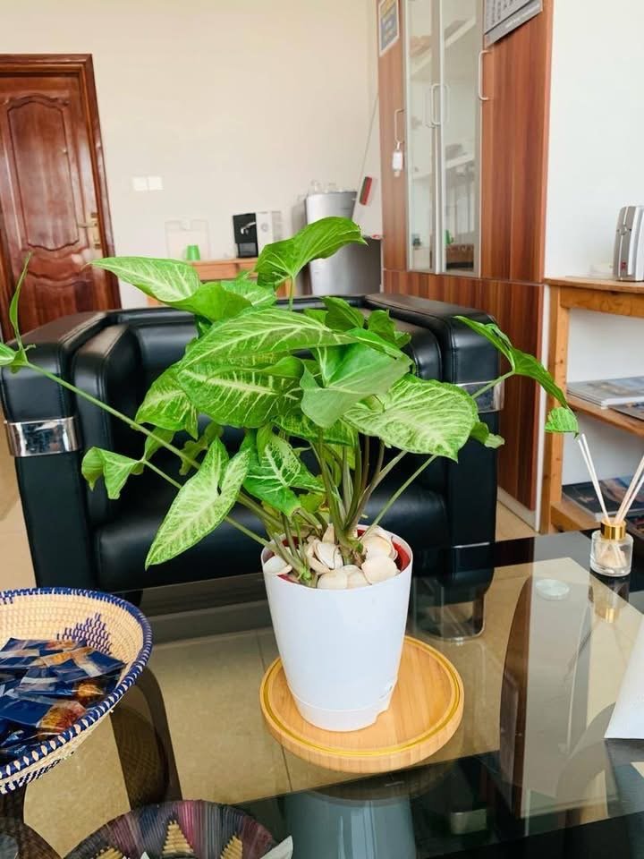 Pot de plante naturel