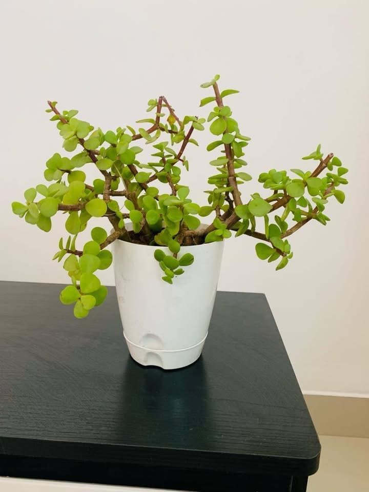 Pot de plante naturel
