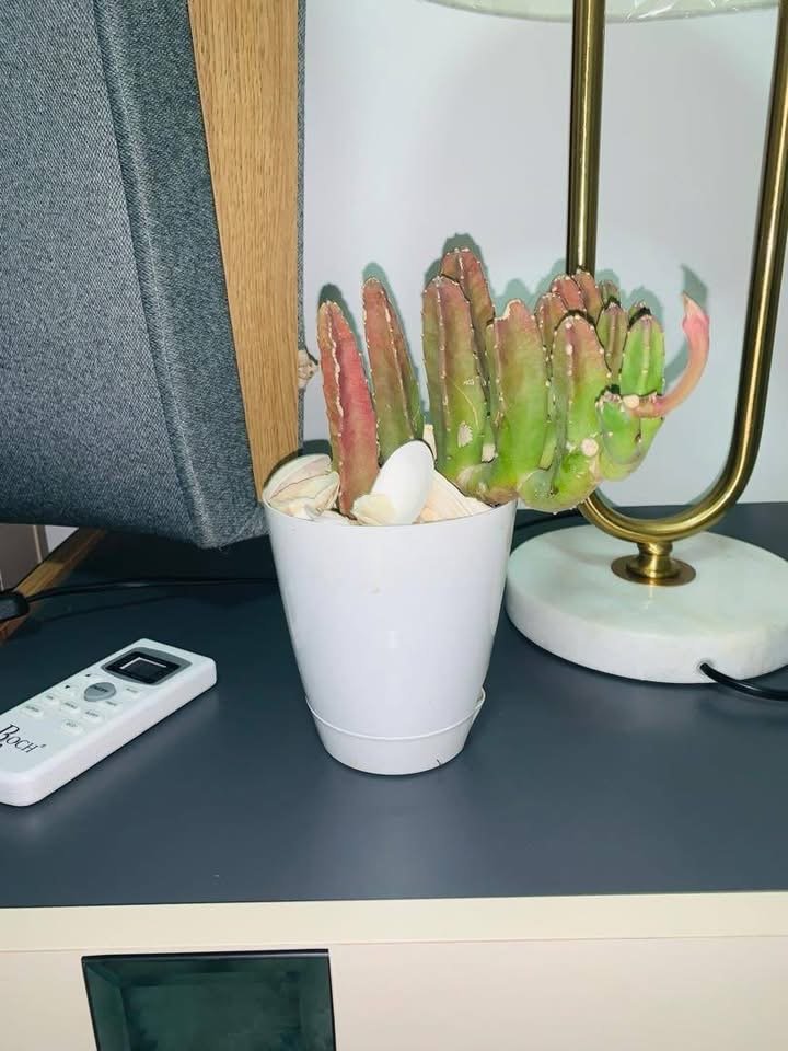Pot de plante naturel