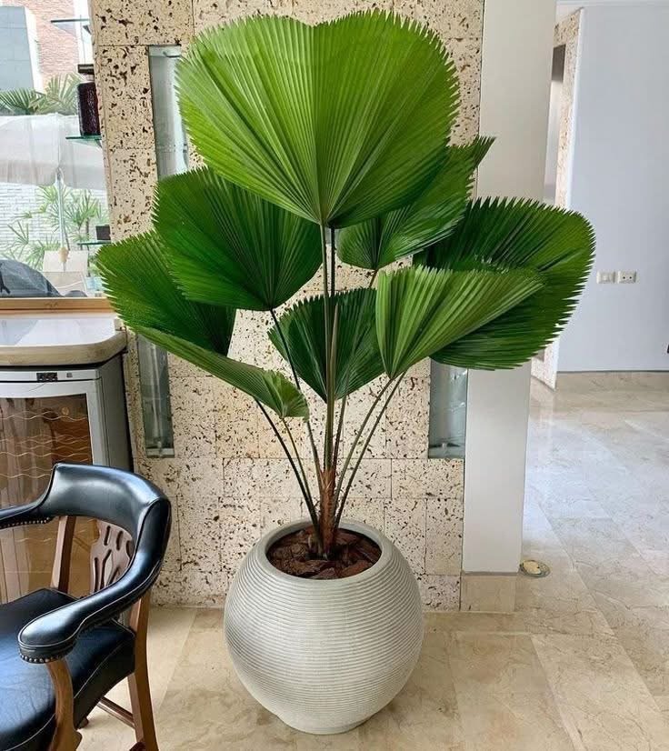 Plante d intérieur artificielle