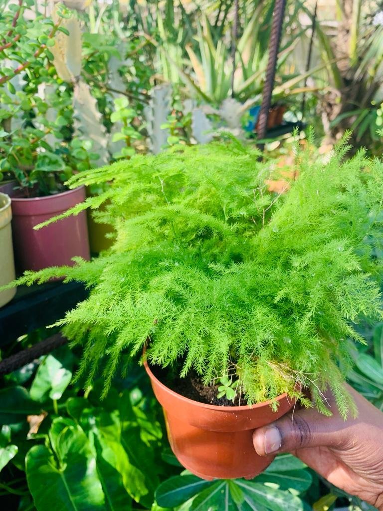 Asparagus plumosus