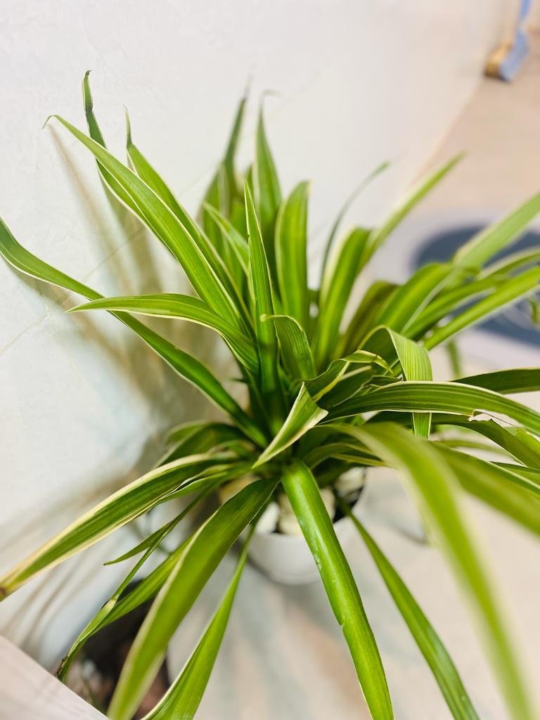 Chlorophytum petit modèle