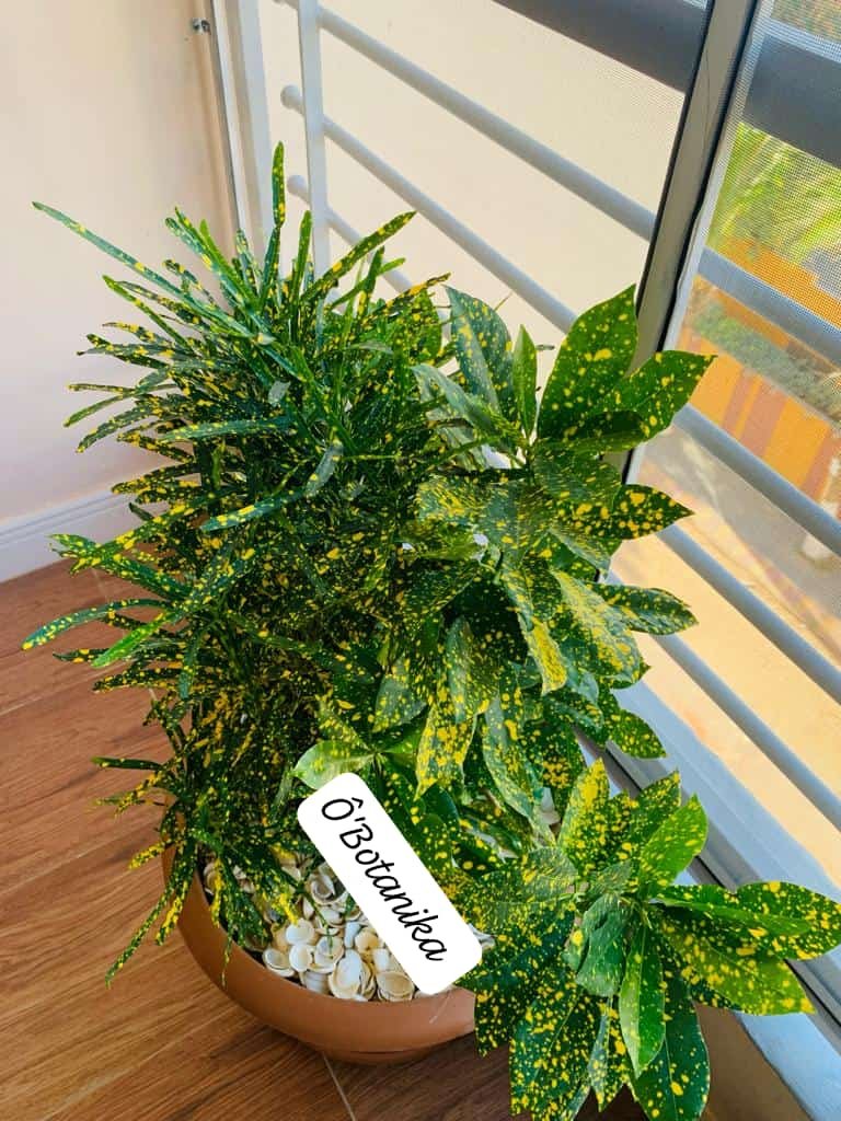 Croton