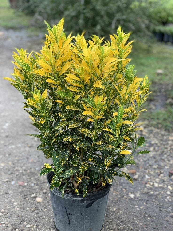 Croton